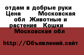 отдам в добрые руки › Цена ­ 10 - Московская обл. Животные и растения » Кошки   . Московская обл.